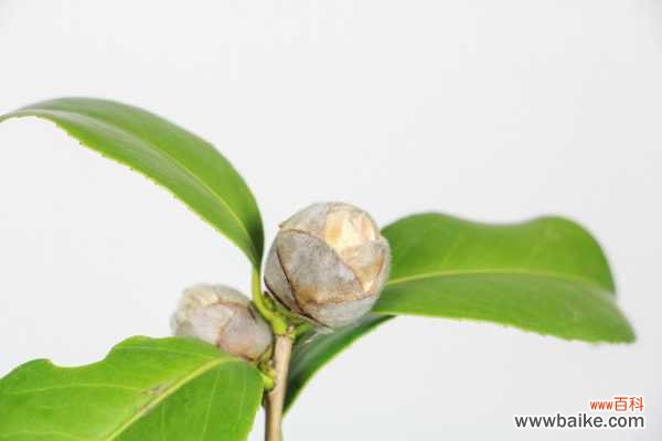 茶花不长花苞的原因