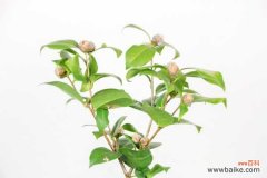 茶花不长花苞的原因