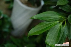 平安树锯了还能活吗