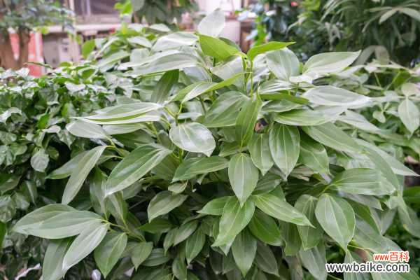 平安树冻死了怎么补救