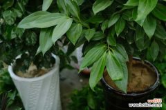 平安树冻死了怎么补救