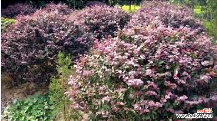 了解火棘球的生长条件,让它健康成长 火棘球的种植要求