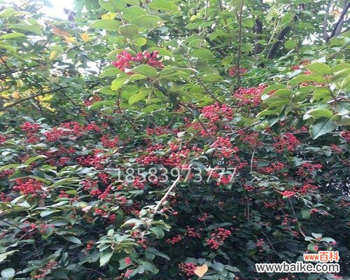 了解火棘球的生长条件,让它健康成长 火棘球的种植要求