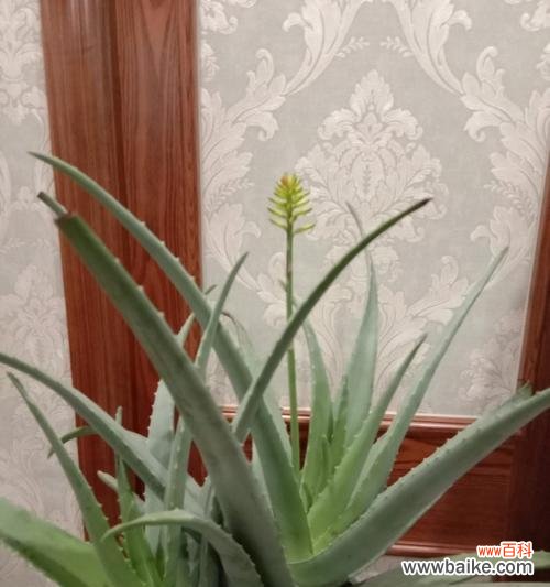 探秘芦荟的花期及其特点 芦荟开花了吗？