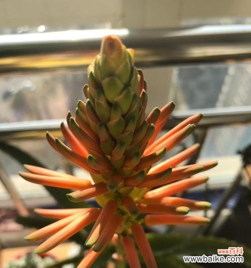 探秘芦荟的花期及其特点 芦荟开花了吗？