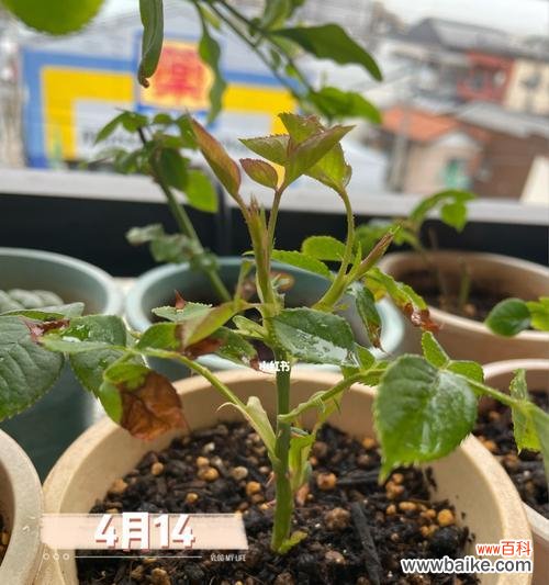 扦插季节、方法、关键技巧详解 月季扦插全攻略