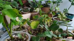 扦插季节、方法、关键技巧详解 月季扦插全攻略