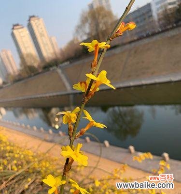 探究迎春花的颜色特点与种植技巧 欣赏迎春花的绚丽春色