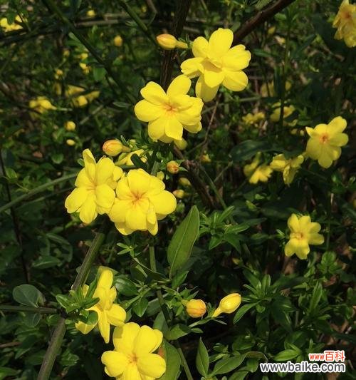 探究迎春花的颜色特点与种植技巧 欣赏迎春花的绚丽春色