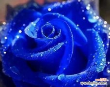 解读蓝色妖姬花的美丽与神秘 蓝色妖姬花的含义