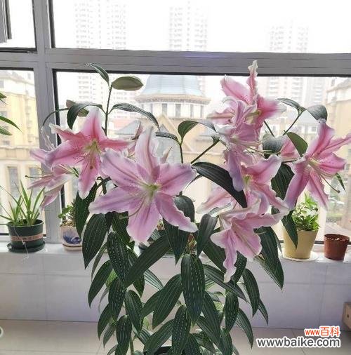 教你如何维护百合花的健康 百合花开后的处理方法