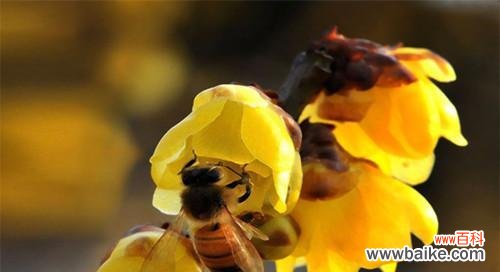 繁衍春日的花香丨注意事项与技巧 腊梅种子的种植与护理