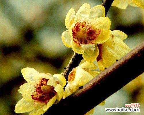 繁衍春日的花香丨注意事项与技巧 腊梅种子的种植与护理