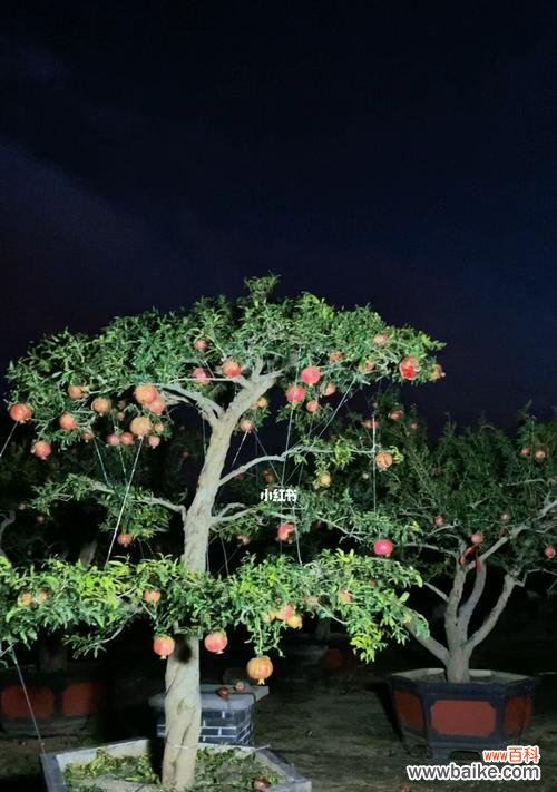 打造美丽庭院的关键 如何给丛生石榴树造型