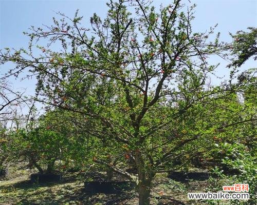 打造美丽庭院的关键 如何给丛生石榴树造型