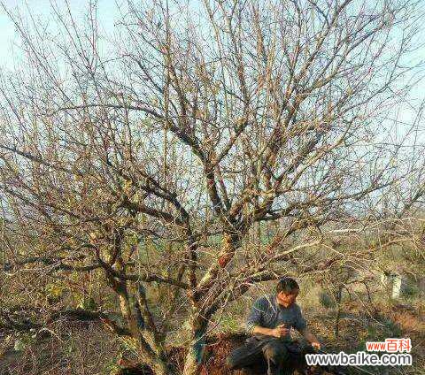 打造美丽庭院的关键 如何给丛生石榴树造型