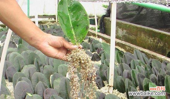 利用高压技术实现橡胶生产的快速增长 高压法繁殖橡皮树的技术方法