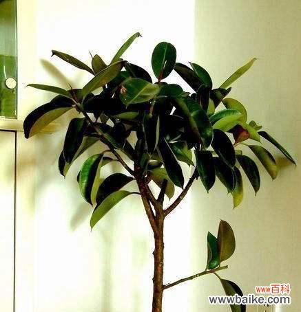 利用高压技术实现橡胶生产的快速增长 高压法繁殖橡皮树的技术方法