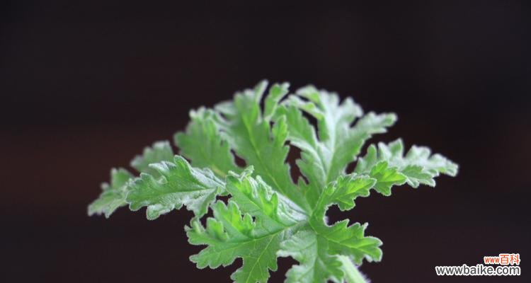 如何让你的香叶天竺葵茁壮成长 香叶天竺葵的养护方法