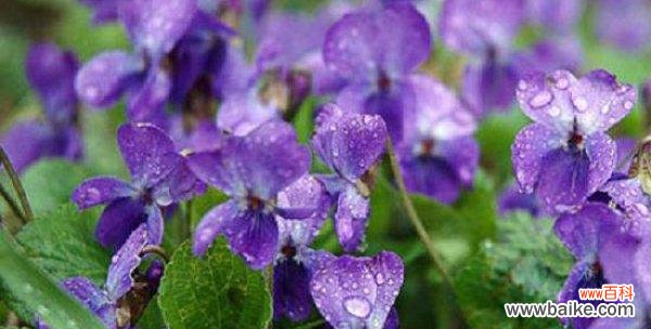 如何做好紫罗兰的移栽工作 移栽紫罗兰的正确方法