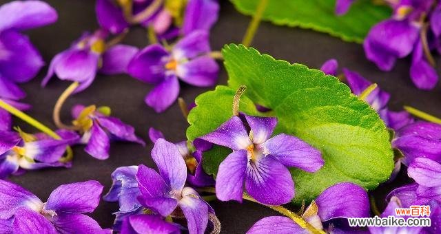 如何做好紫罗兰的移栽工作 移栽紫罗兰的正确方法