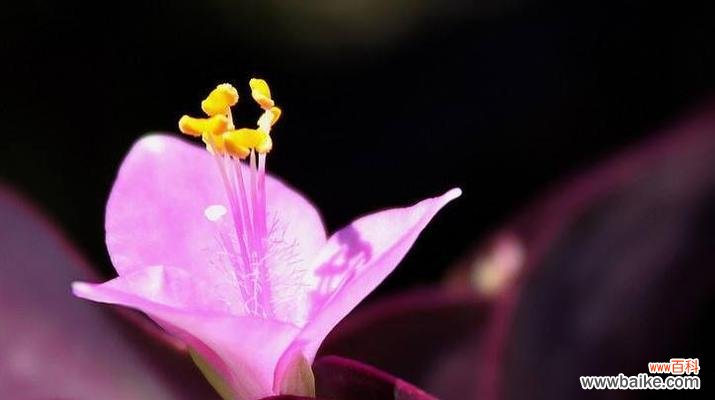 如何做好紫罗兰的移栽工作 移栽紫罗兰的正确方法