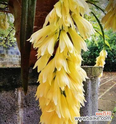 莲花的别称及佛教文化内涵 莲花