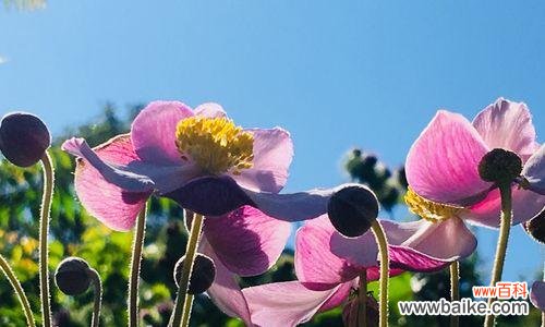 莲花的别称及佛教文化内涵 莲花