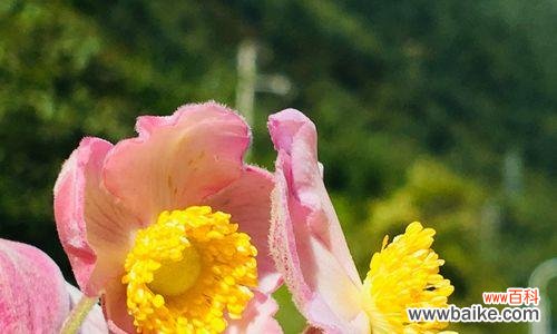 莲花的别称及佛教文化内涵 莲花