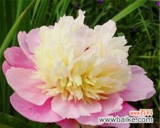 掌握正确技巧打造迷人庭院 芍药种植方法及管理