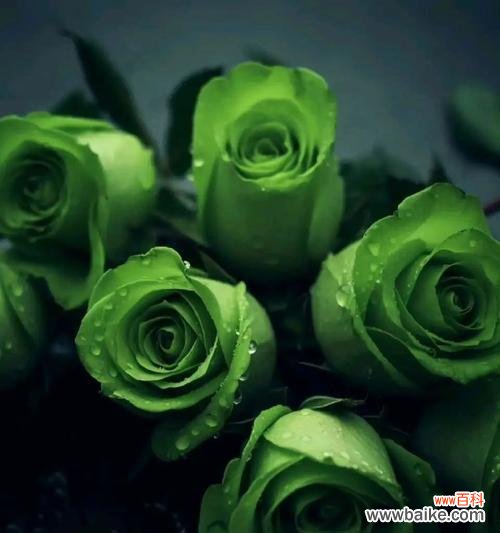 探究绿玫瑰的含义和象征 绿玫瑰花语的美丽寓意