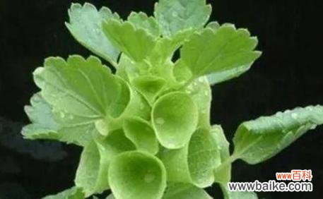 探究绿玫瑰的含义和象征 绿玫瑰花语的美丽寓意