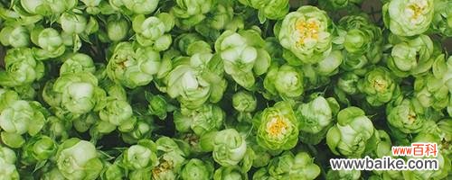 探究绿玫瑰的含义和象征 绿玫瑰花语的美丽寓意