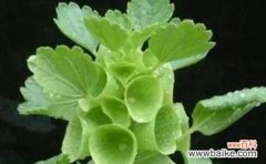 绿色生命的希望之花 绿玫瑰的花语与意义