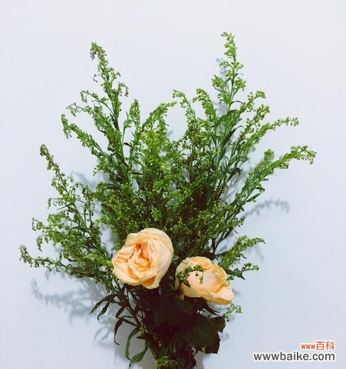 探索绿色玫瑰的神秘色彩与象征意义 绿色玫瑰的花语及寓意