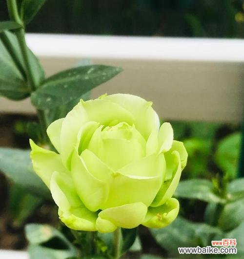 探索洋桔梗的独特含义 绿色洋桔梗花语