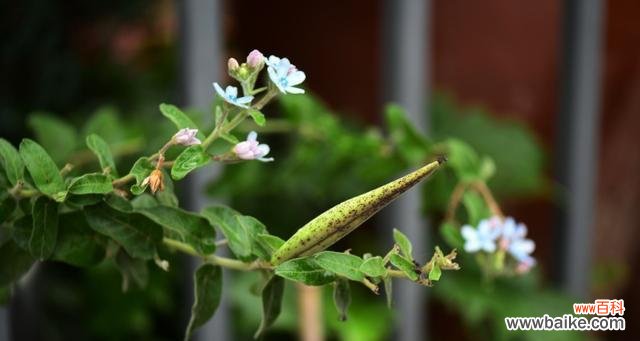 唤醒心灵的鲜花语言 以马利筋花语之美——探秘花朵背后的含义