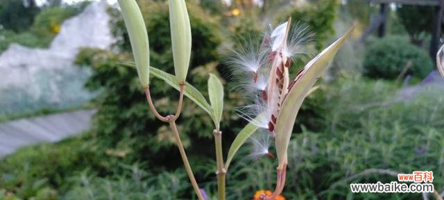 唤醒心灵的鲜花语言 以马利筋花语之美——探秘花朵背后的含义