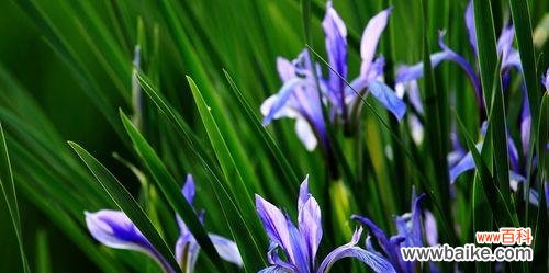 唤醒内心的勇敢和坚强 以马兰花花语的美丽与寓意