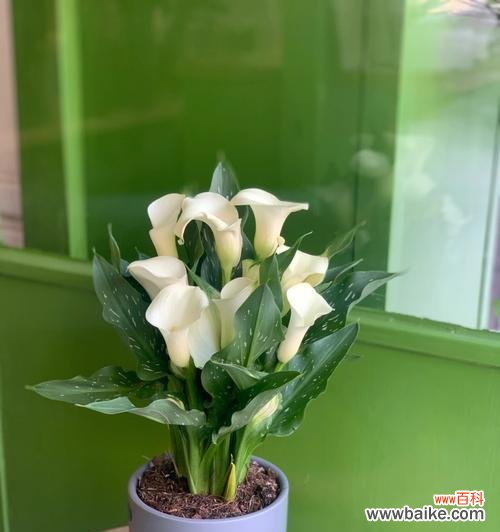 追寻花海中的美丽与希望 白色马蹄莲