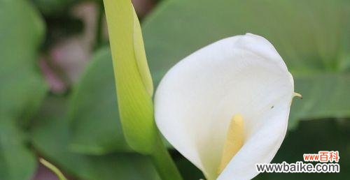 追寻花海中的美丽与希望 白色马蹄莲