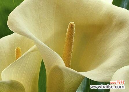 追寻花海中的美丽与希望 白色马蹄莲