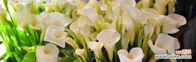 美丽而坚韧 马蹄莲的象征意义