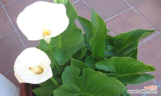 恢弘瑰丽 马蹄莲