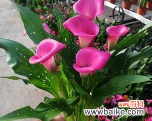 恢弘瑰丽 马蹄莲