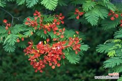 凤凰木的病害及其防治