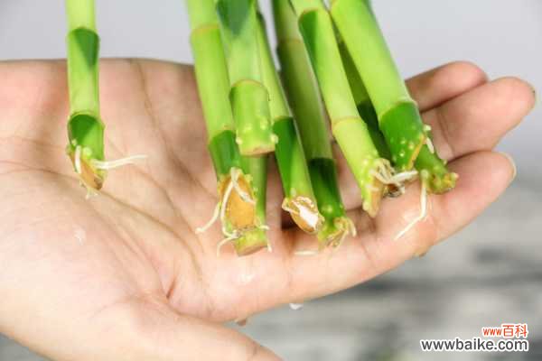 富贵竹冬季发黄怎么办