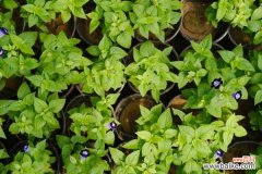 夏堇的病虫害及其防治