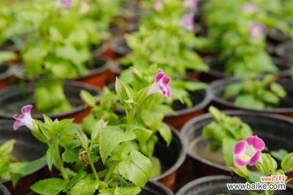 夏堇的病虫害及其防治