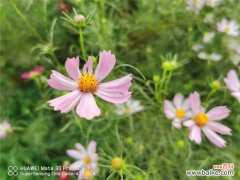 波斯菊常见虫害及防治方法